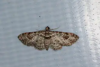 Chloroclystis grisea