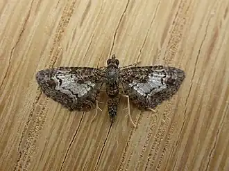 Chloroclystis testulata