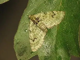 Chloroclystis vata