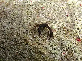 Chlorodiella cytherea