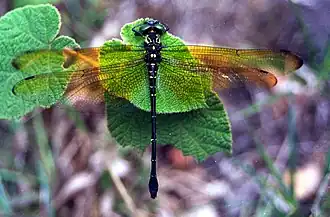 Chlorogomphus campioni