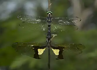 Chlorogomphus magnificus