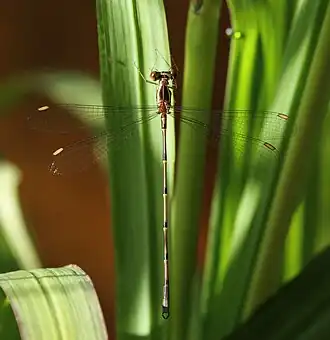 Chlorolestes umbratus