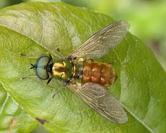 Gewone prachtwapenvlieg