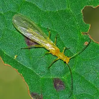 Xanthoperla apicalis