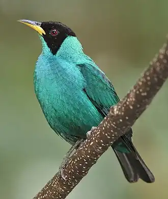 Groene suikervogel