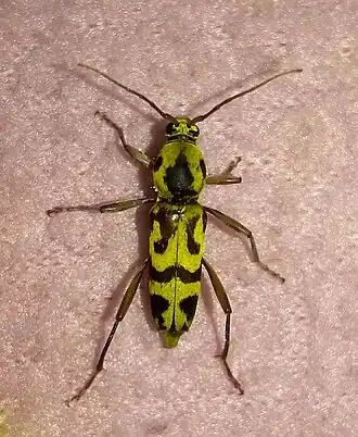 Chlorophorus agnatus