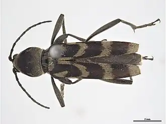 Chlorophorus diadema