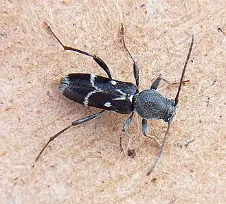 Chlorophorus figuratus