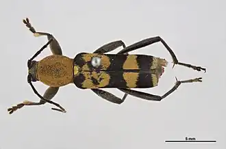 Chlorophorus mjoebergii