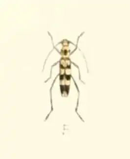 Chlorophorus pileatus