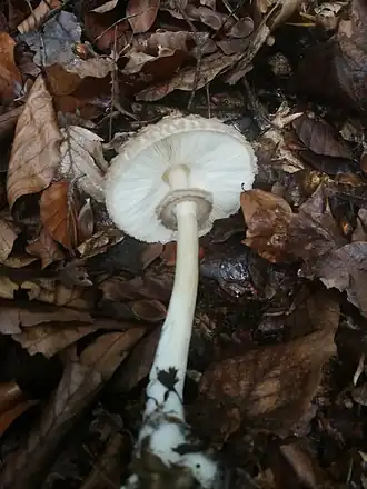 Sombere knolparasolzwam