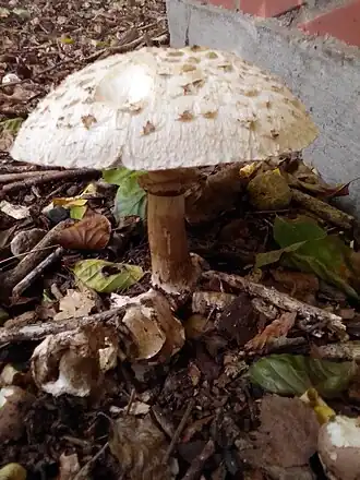 Giftige knolparasolzwam