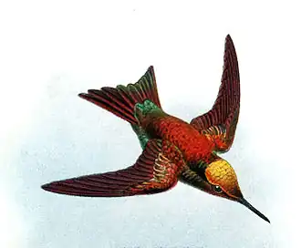 Groenstaartsmaragdkolibrie