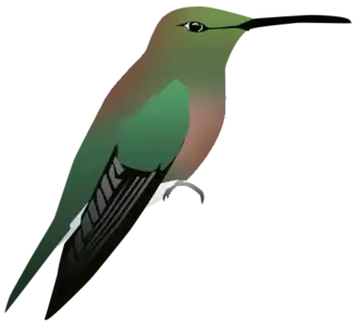 Brace' smaragdkolibrie