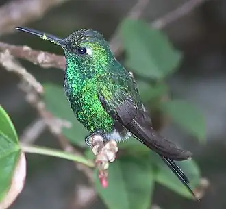 Cubaanse smaragdkolibrie