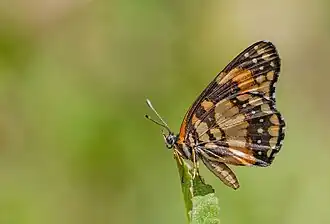 Chlosyne lacinia