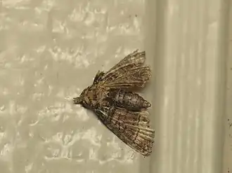 Chlumetia transversa