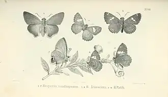 Choaspes xanthopogon