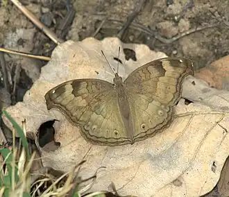 Junonia iphita