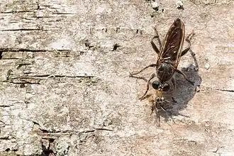 Rode dennenstamjager