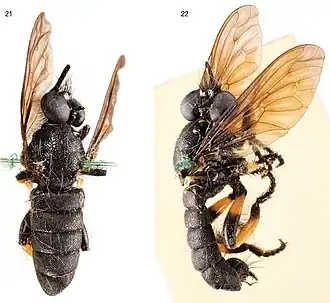 Choerades multipunctata