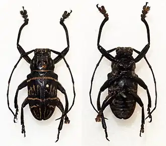 Choeromorpha mystica