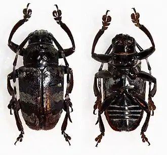 Choeromorpha panagensis