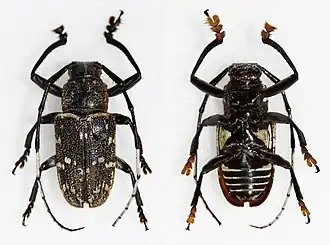 Choeromorpha polyspila