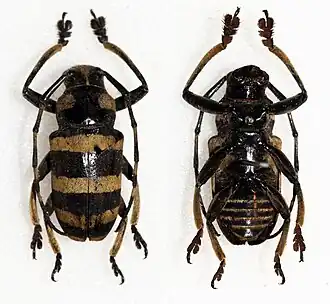 Choeromorpha trifasciata