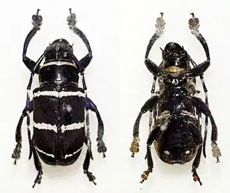 Choeromorpha violaceicornis