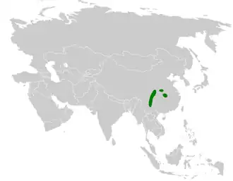 Drieteendiksnavelmees