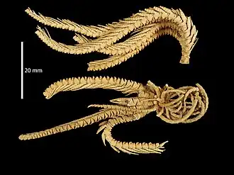 Chondrometra crosnieri