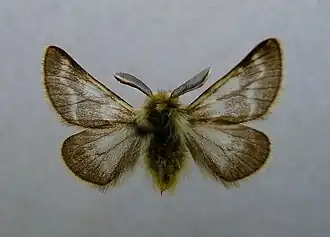 Chondrosoma fiduciaria