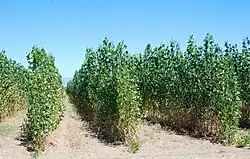 Aanplant voor biomassa