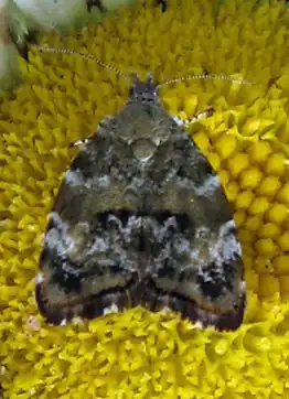 Choreutis diana