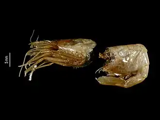 Chorismus antarcticus