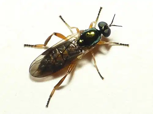 Geelpoot-stekelwapenvlieg Chorisops tibialis