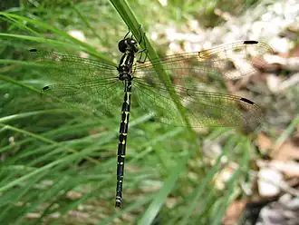 Choristhemis flavoterminata