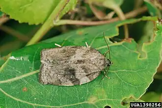 Choristoneura conflictana