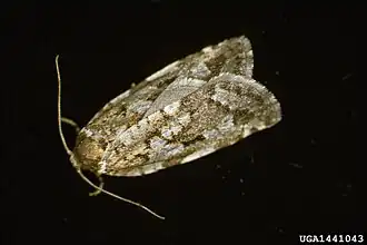 Choristoneura occidentalis