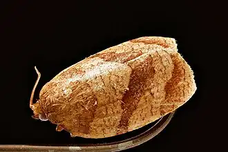 Choristoneura parallela