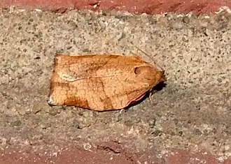 Choristoneura rosaceana