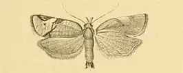 Choristoneura simonyi