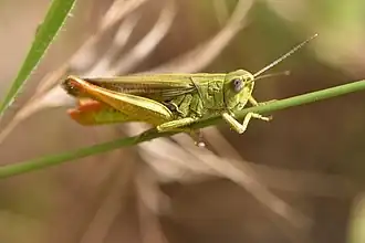 Chorthippus apicalis