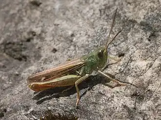 Gaspeldoornsprinkhaan