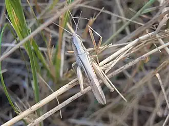 Chorthippus bornhalmi