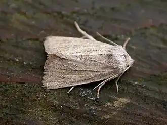 Gele duinrietboorder