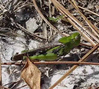 Chortophaga australior