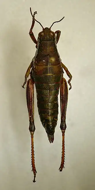 Chortopodisma cobellii